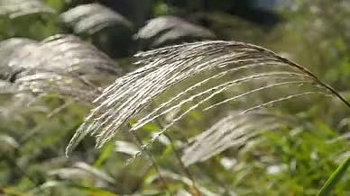 高清实拍秋天芦苇狗尾草视频视频的预览图